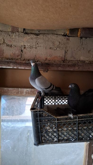 Почтовые голуби самцы