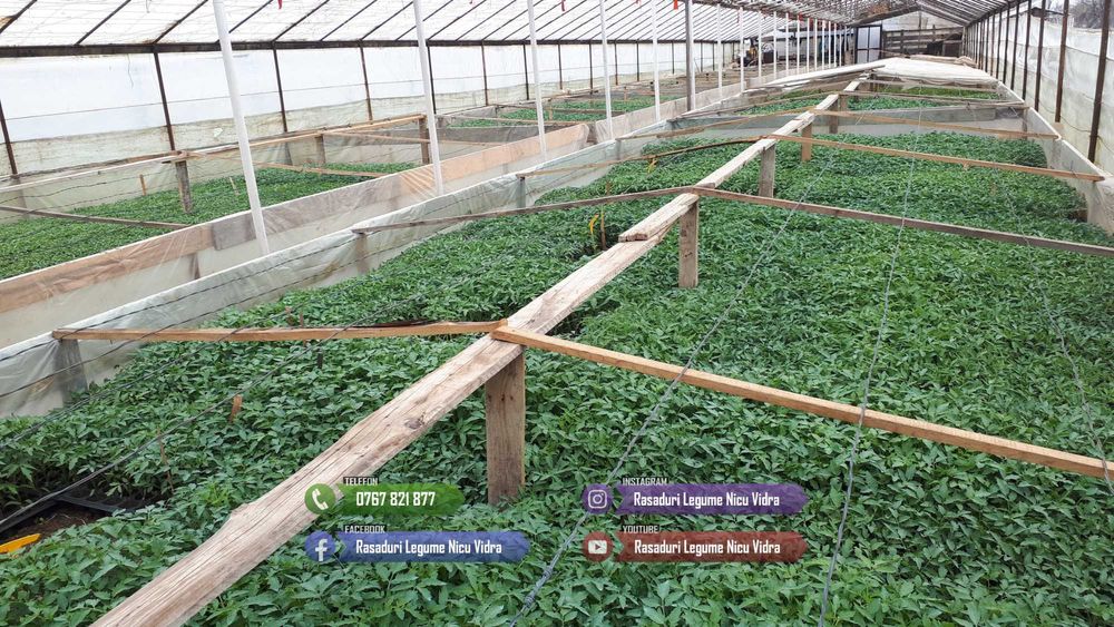 Rasaduri | Rasad Rosii Lacrima fecioarei Inima de bou Grase romanesti