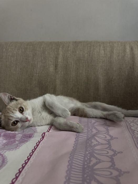 Игривый мальчик ищет дом