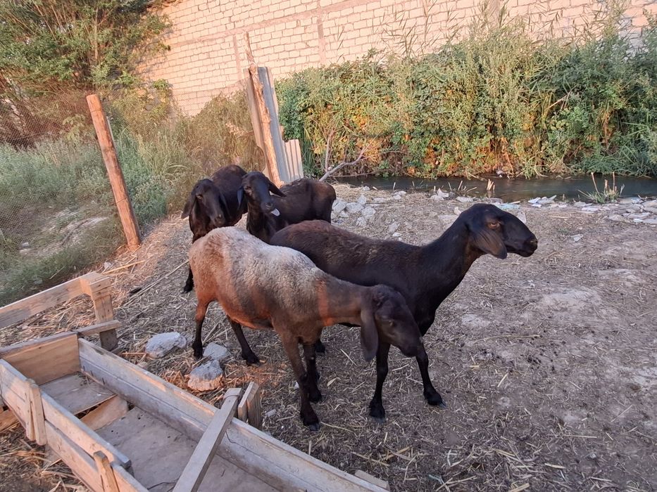 4 ta qo'y sotiladi.