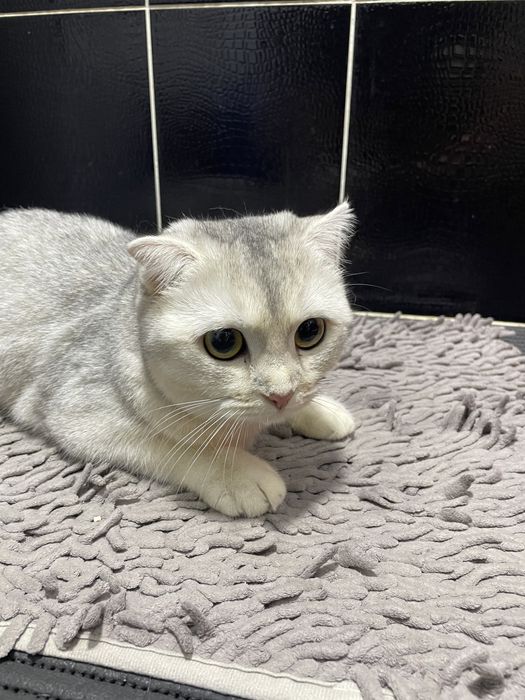 Продам вислоухую кошку