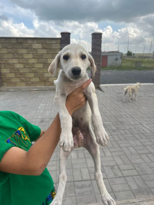 Отдам в хорошие руки