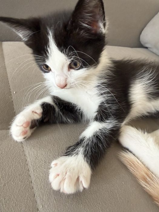 Котята в добрые руки.
