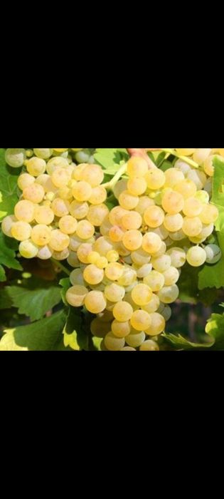Struguri de vin de înaltă calitate, Producători