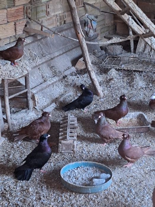 Продават се гълъби