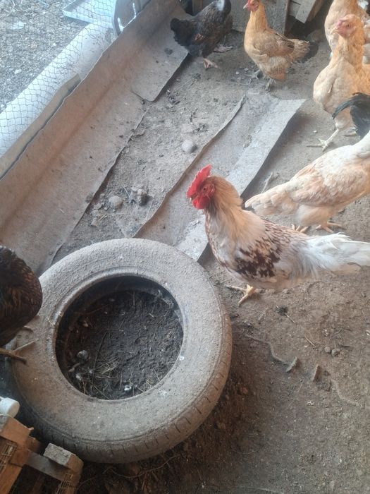 Кораздар сатылады