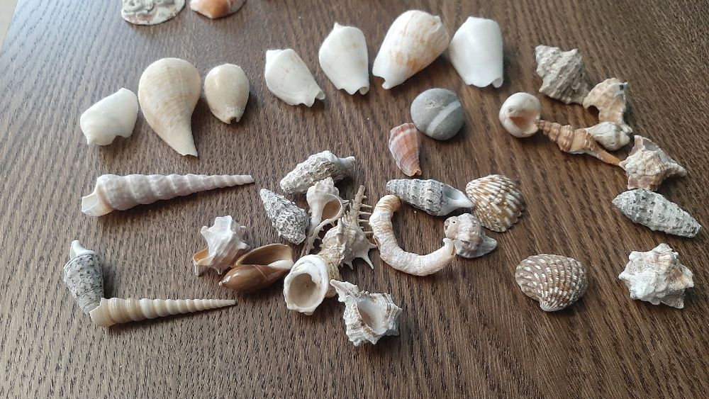 Ракушки для аквариума