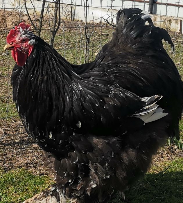 Păsări rasa cochinchina