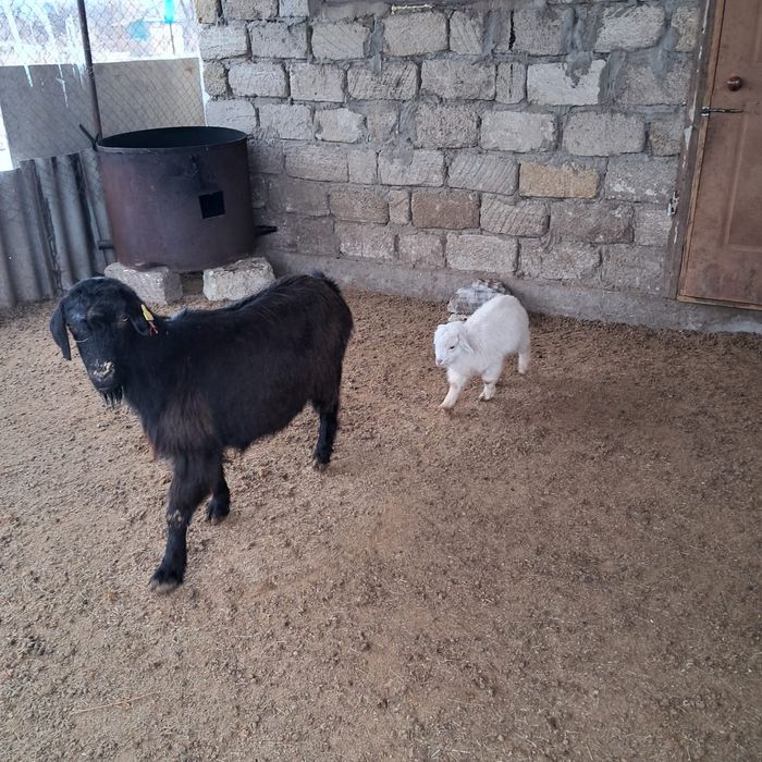 Лақты ешкілер сатылады