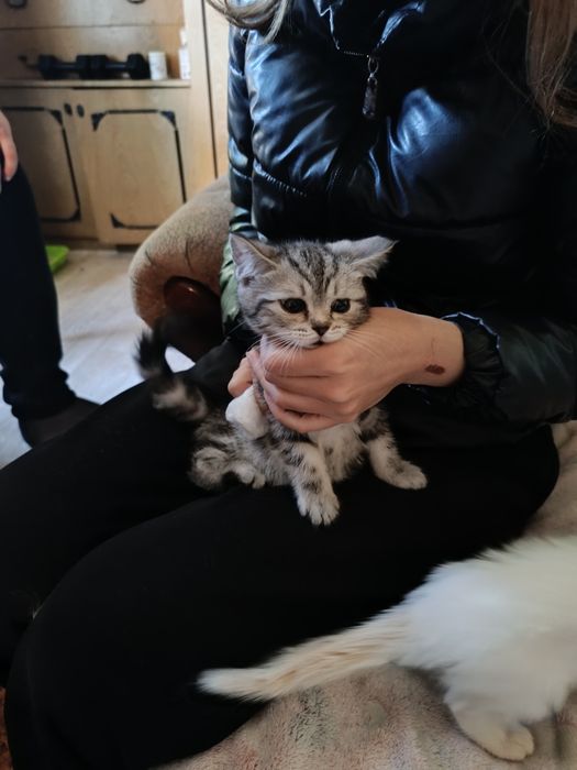Отдам котят в хорошие руки