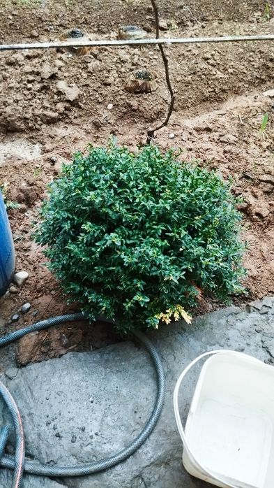 Shamshot 5 yoki 6 yilli