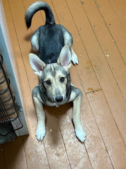 Отдам щенят 2 девочки