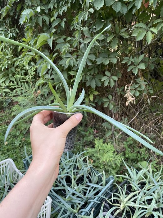 Отростки Алое Вера