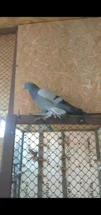 Сизый самец молодой на продажу