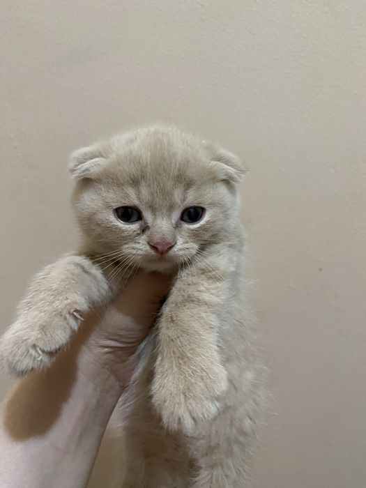 Скоттиш фолд. 18 мартда тугилган