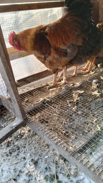 Кученски     петушок