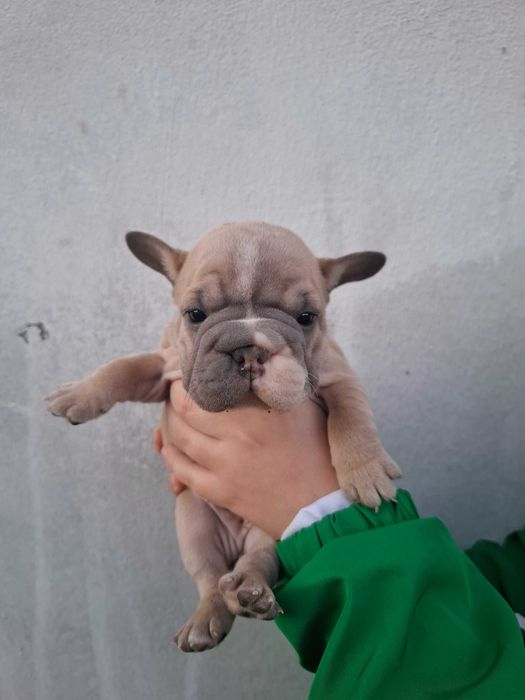Френски булдог-продавам