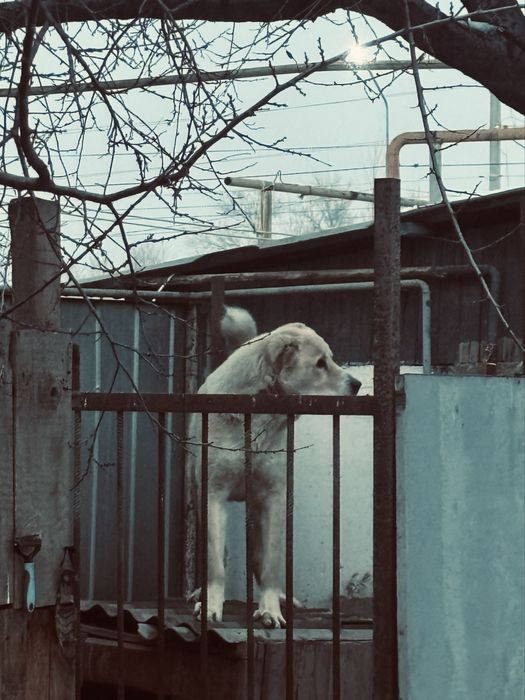 Алабай 1год 1 месяц