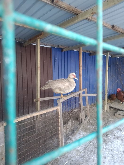 Индоутки тяжелых линии