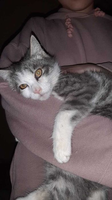 Отдам кошек в добрые руки