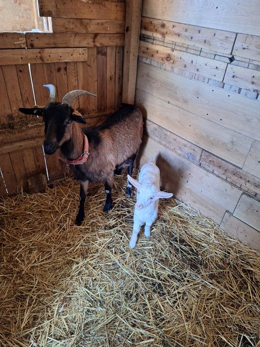 Schimb capră Alpina Franceză cu iadă  lângă ea ,cu scuter