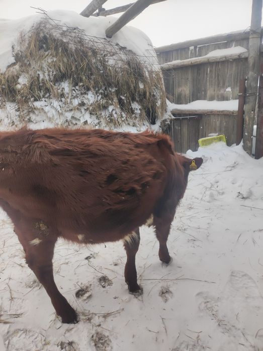 Продам 1 тёлочку