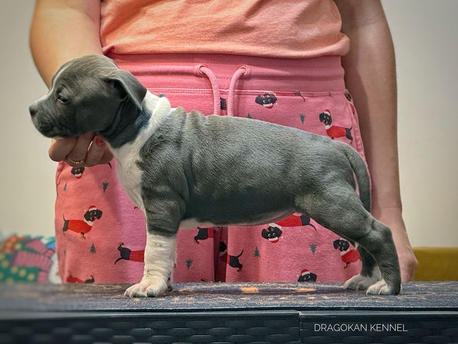 Femela amstaff rasă pură cu pedigree