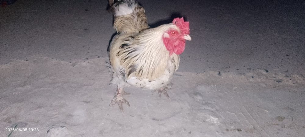 brama tovuqlari zoti toza akalar sirochni pul kerek