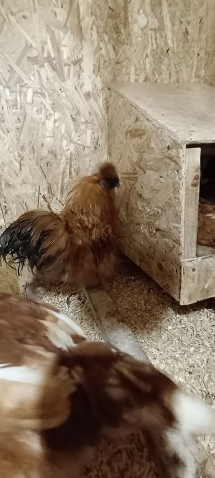 Петушок шелковой хохлатой.