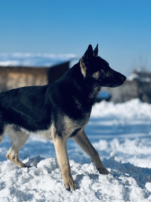 Вязка  овчарка (Кобель) ВЕО Обмен