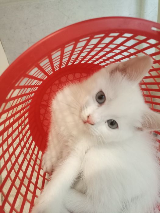 Продаются котята
