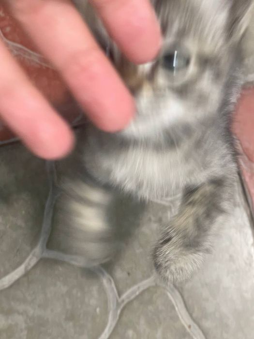 Котёночек в добрые руки! Девочка
