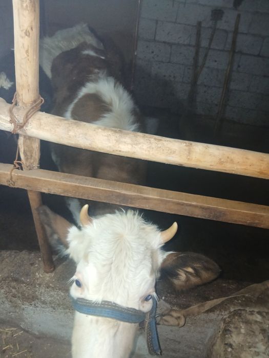 Хонажин сотилади