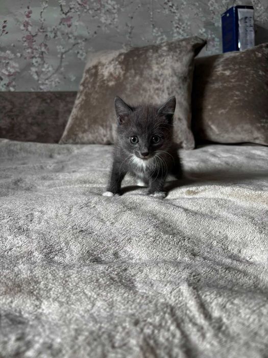 Дарю шустрых котят