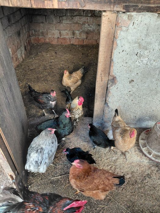 Găini de iopan , vreo 5 sunt de 2 ani, restul din toamnă