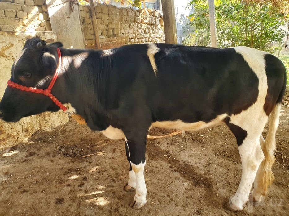 Hunajin sotiladi