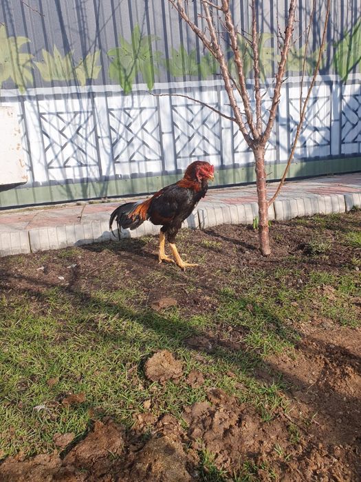 Петух дакан для боя