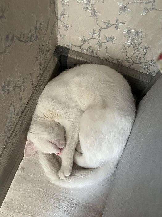 Кошка отдам в хорошие руки