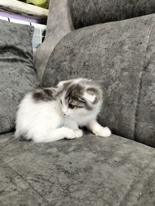 кошечка девочка завут Белла два месяца