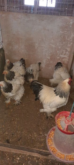 Disponibil pasari brahma, ouă și puișori