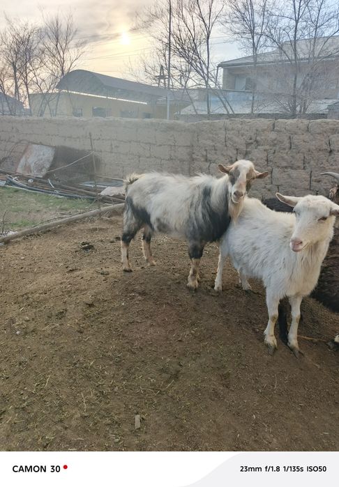 Теке сатылады 3 жасар