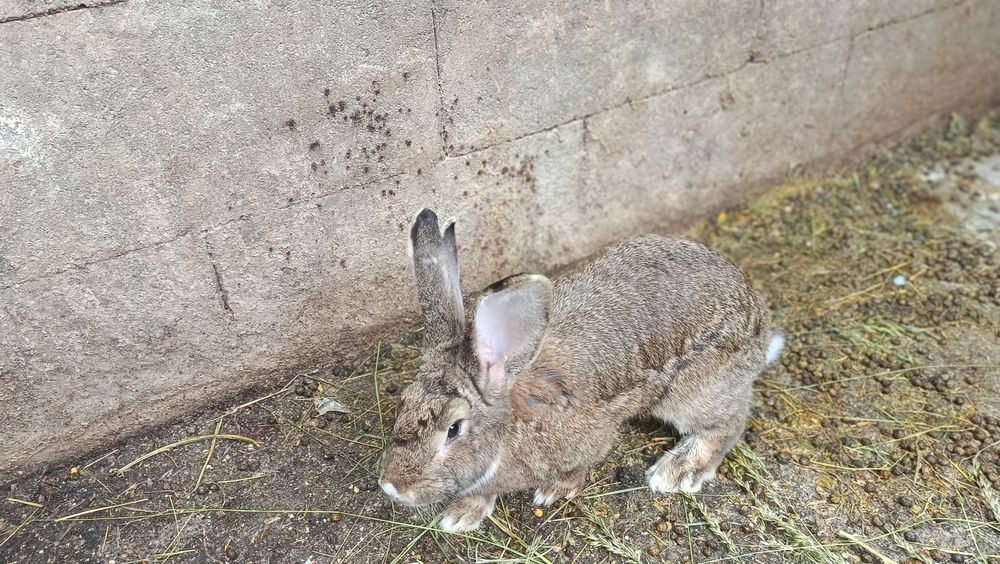 10 iepure 7 Mici sí 3 mare una boiat si 2 fete