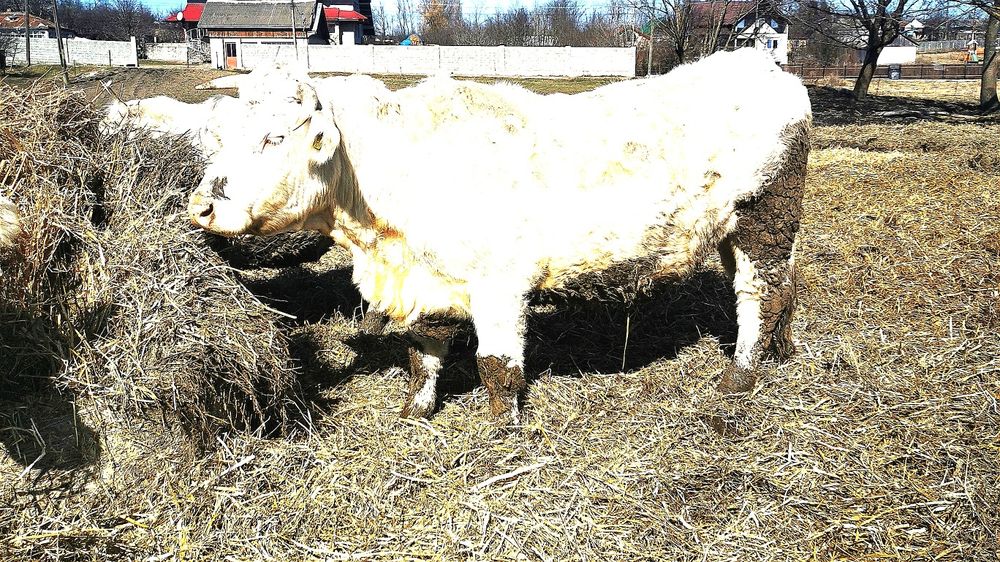 Vand  vaca  rasa de carne Charolaise