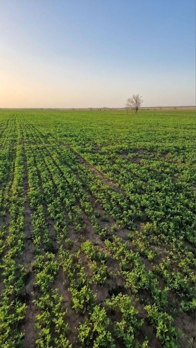 Семена люцерны Джеа / Семиречный