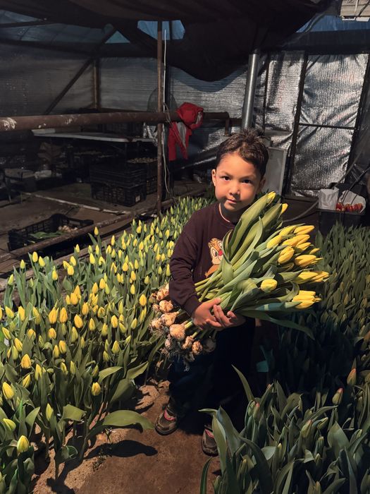 Тюльпаны на 8 марта оптом и в розницу