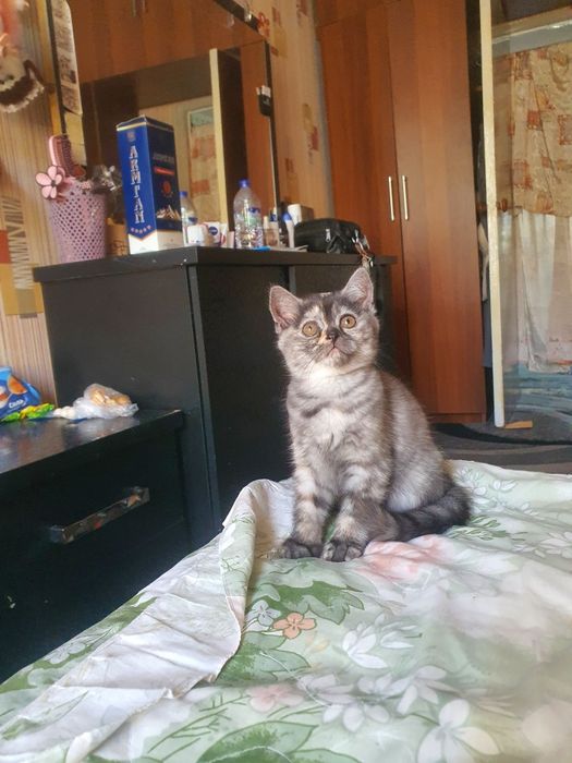 Скотиш страйт девочка