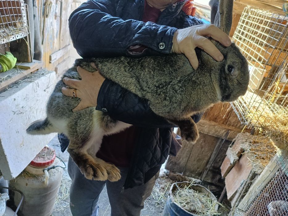 Продается кролиха