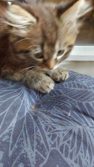 Donez pisicuta superba