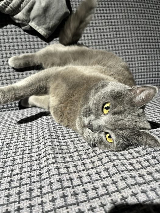 Продаю кошку в хорошие руки