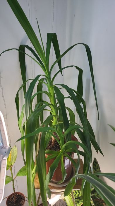 Комнатные растения большимеры